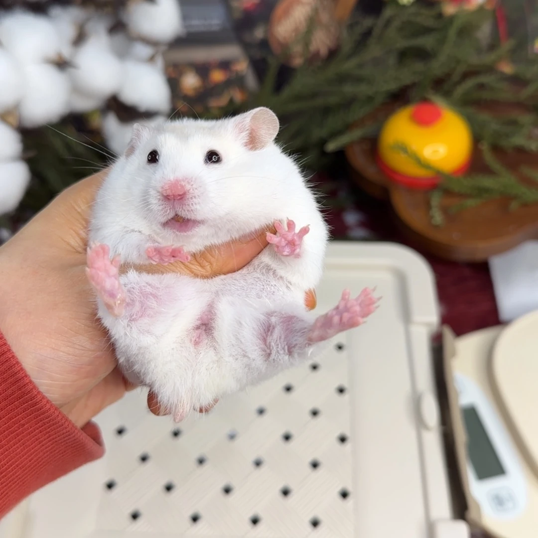 短毛蜜波妹妹11.18生日