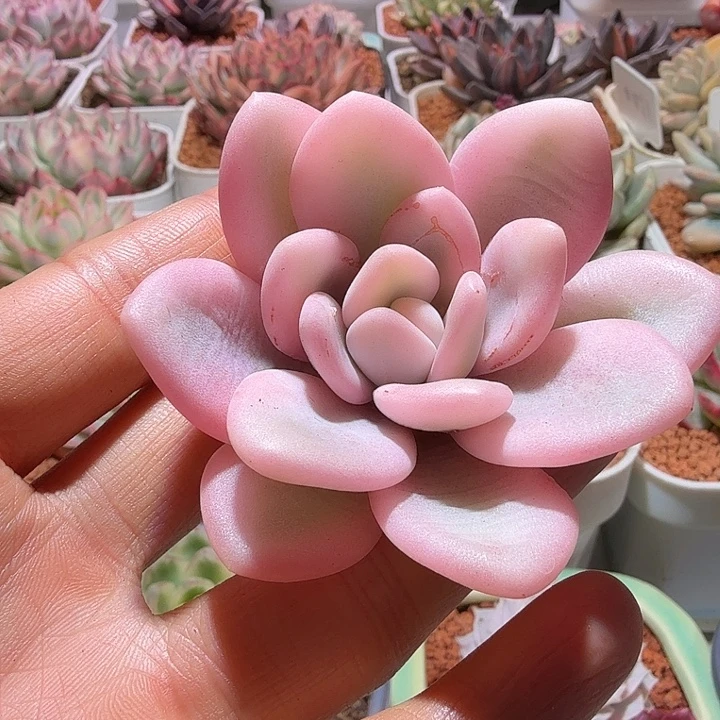 粉兔头盖多肉植物