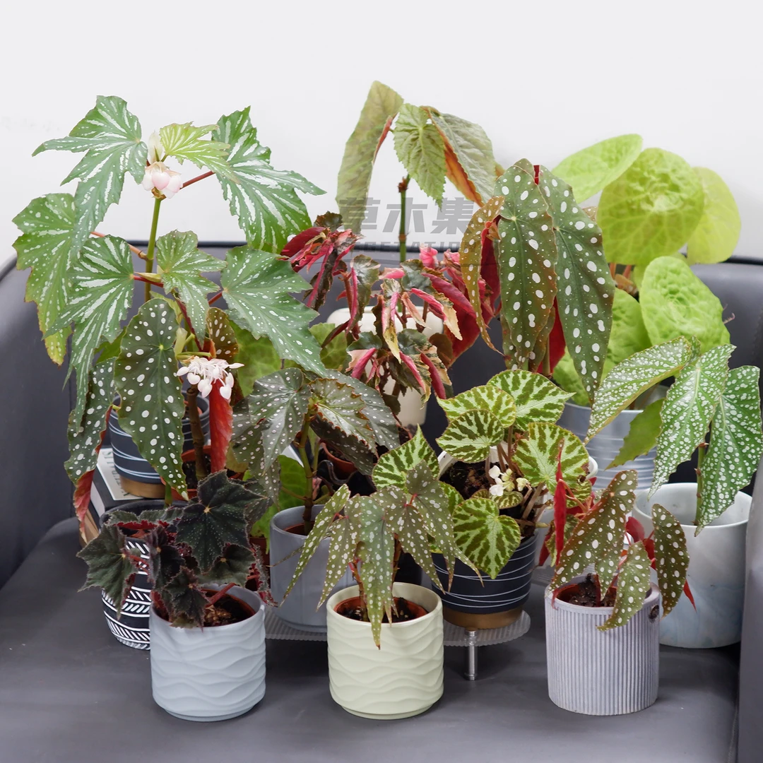 《草木集|秋海棠系列竹节蟆叶类》繁花初绽傲清秋。