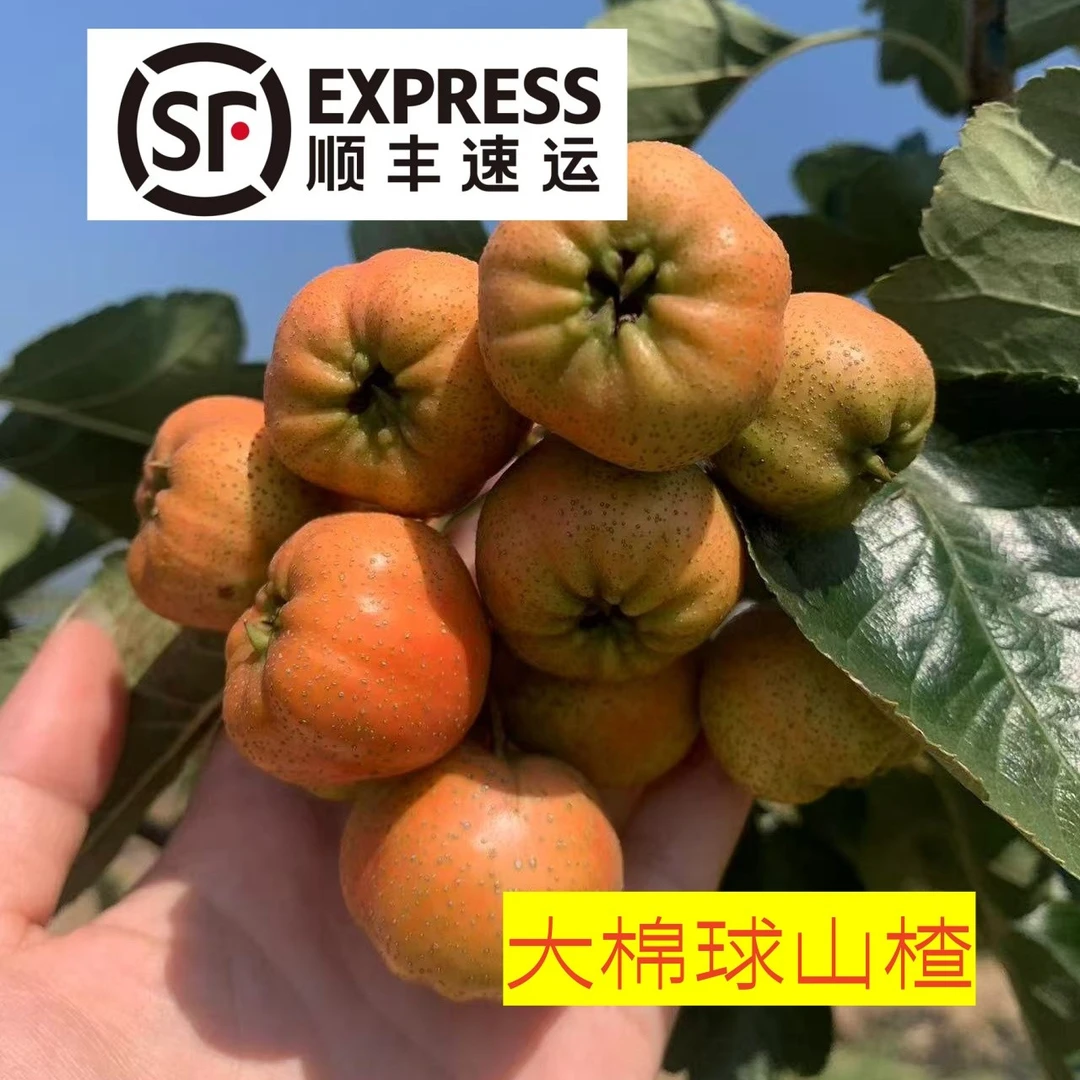 【顺丰】沂蒙山新鲜山楂果大棉球制作冰糖葫芦原材料