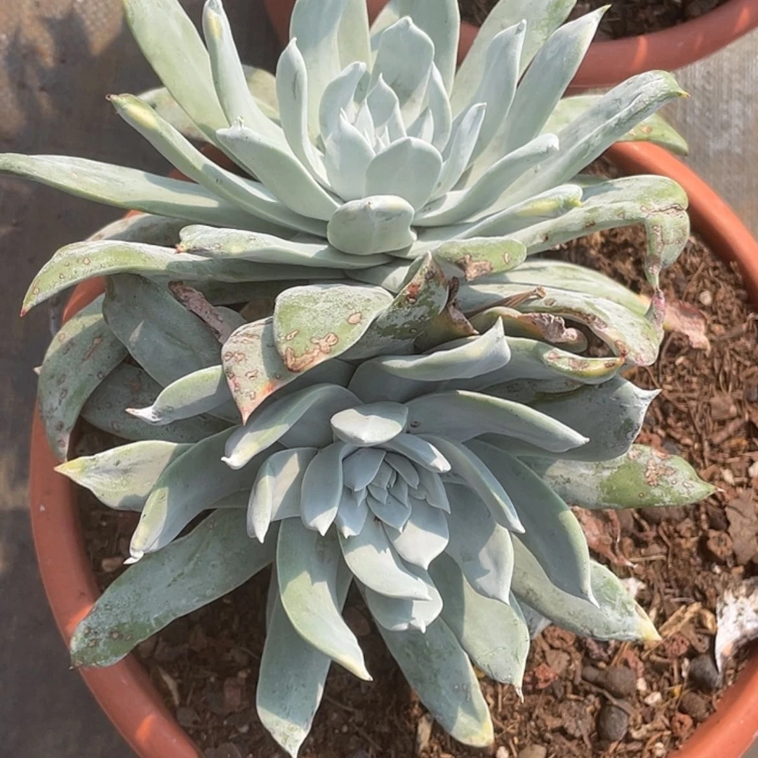 【闪购商品】十*月帕翠莎