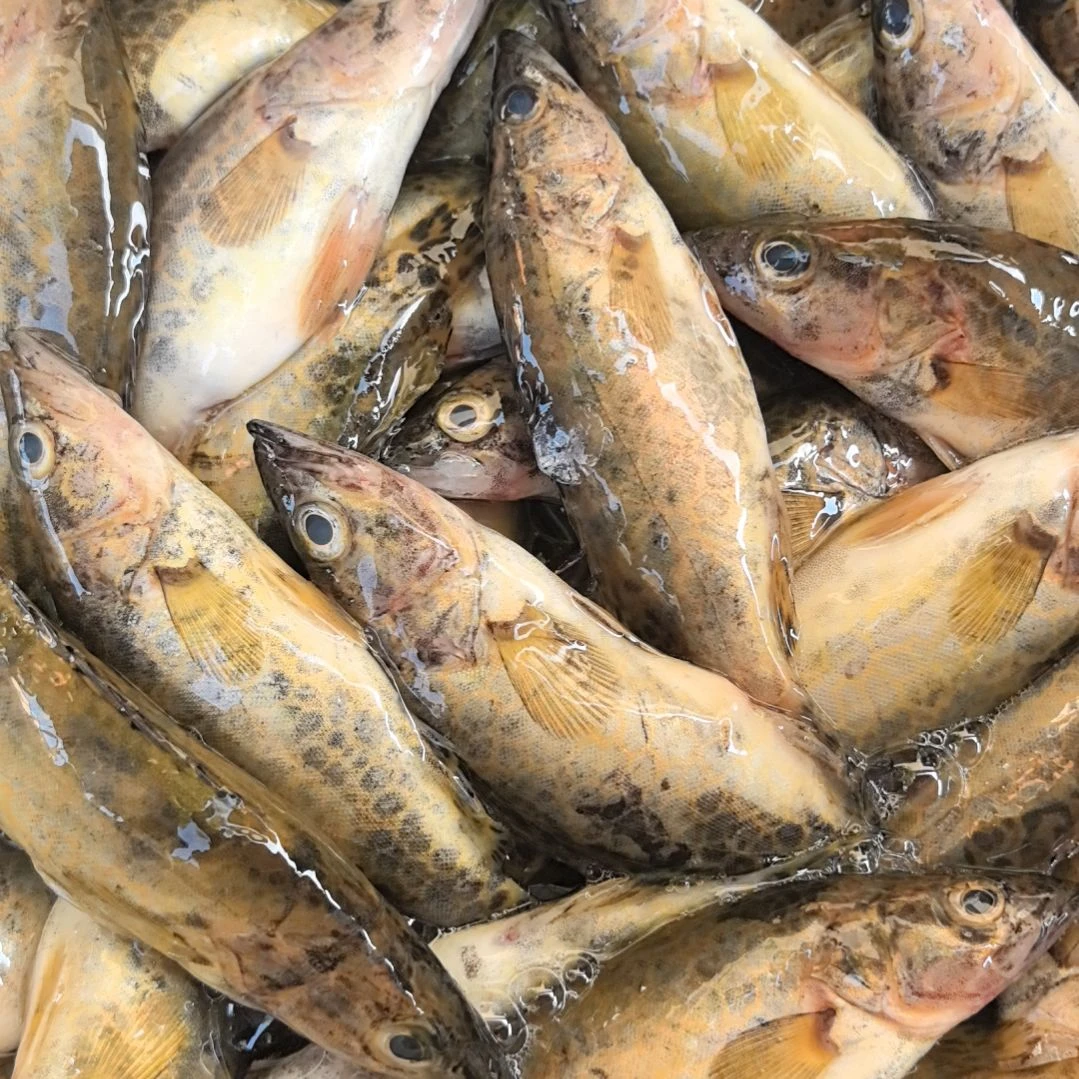 中国大陆36天食用农产品石台小李代购桂鱼2斤