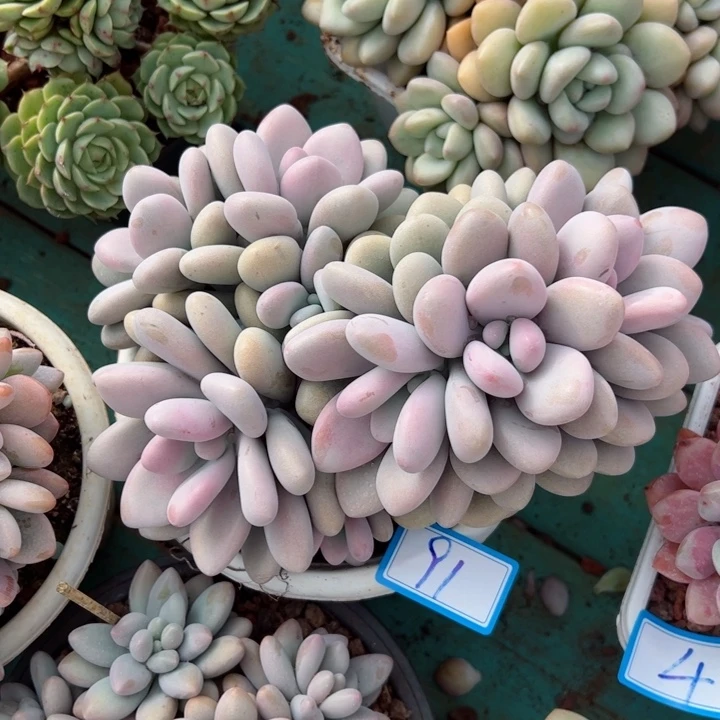 91桃蛋缀平平安安健健康康