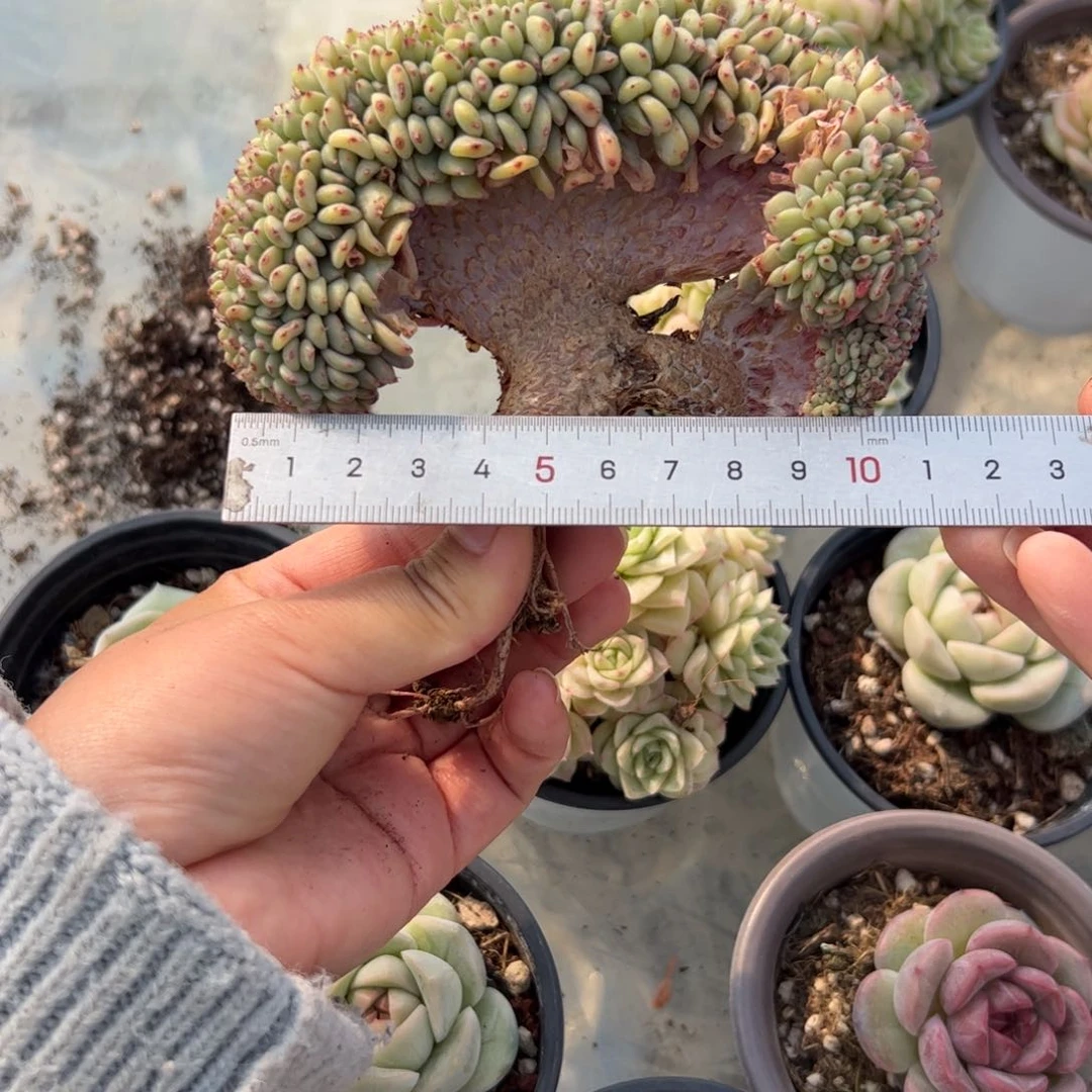 木***姐221 多肉植物组合