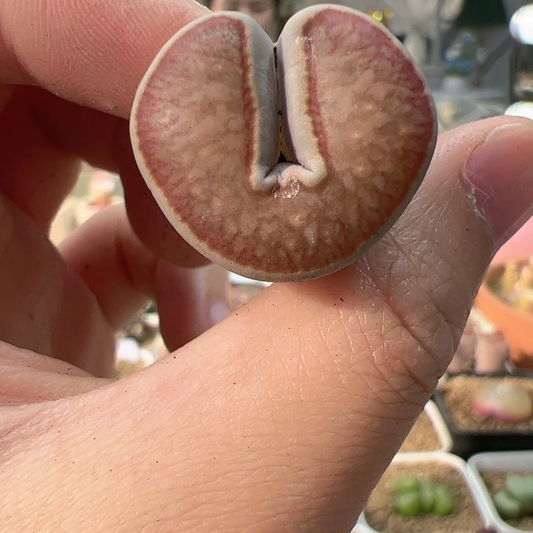 【闪购商品】64 缀