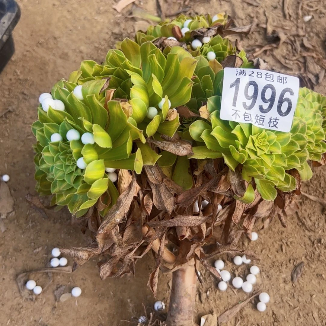 1996知否多肉植物法师