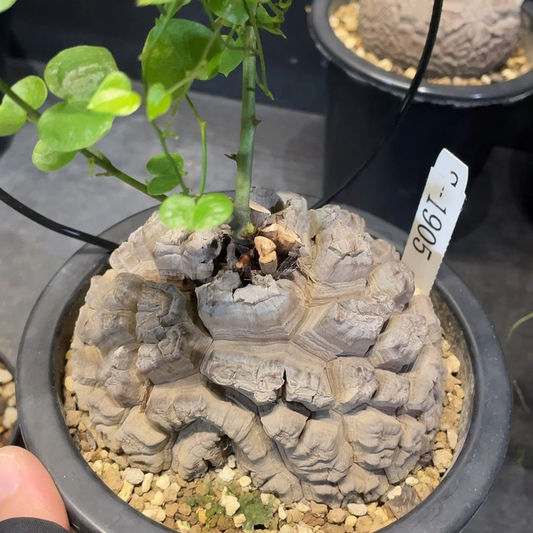 1905号龟甲龙不退不换