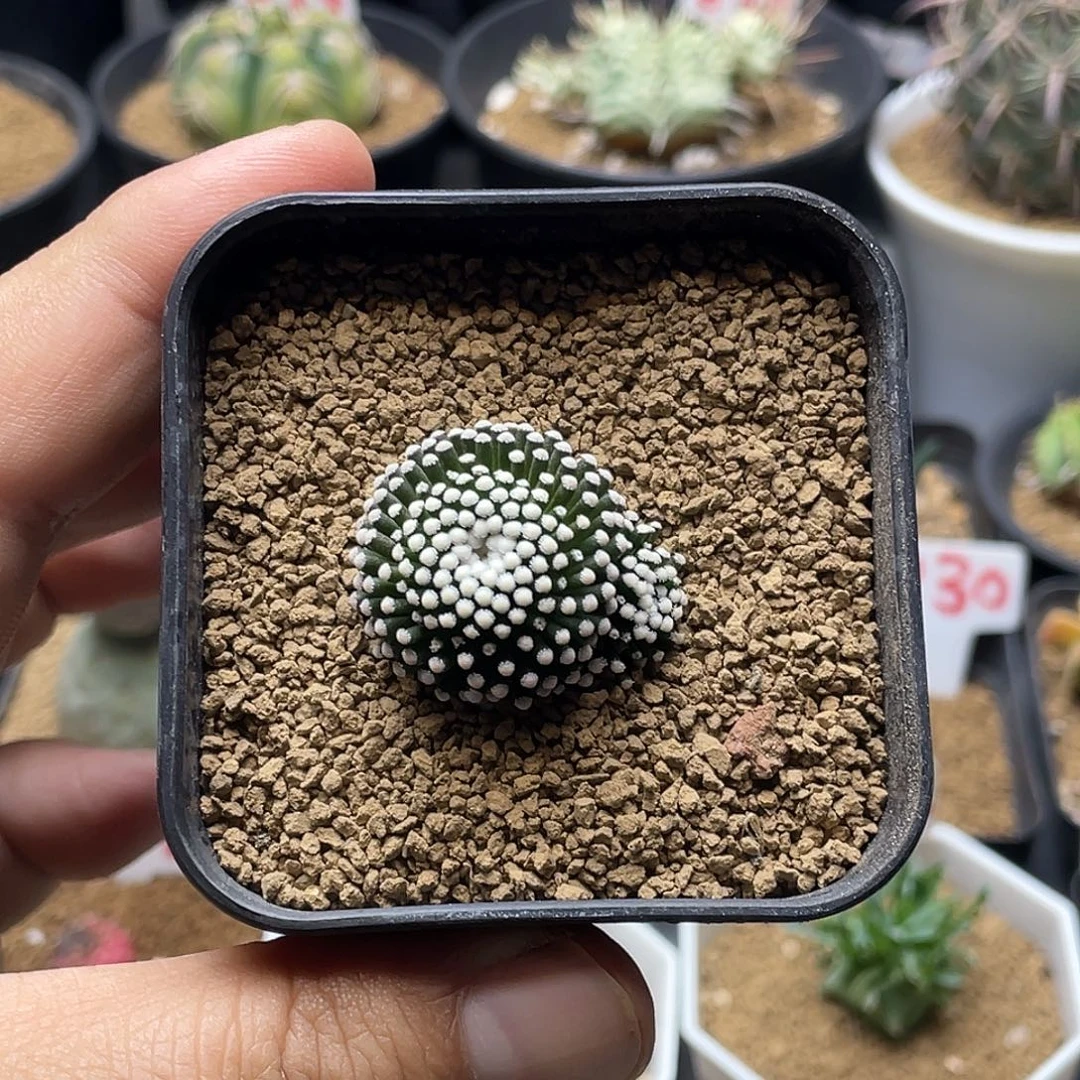 实生正版双头松针牡丹