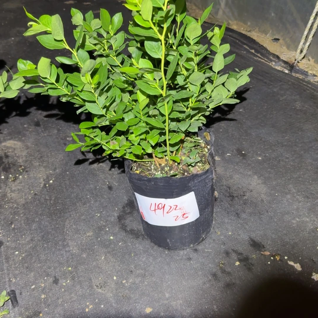 冷****大钵25一物一拍4922