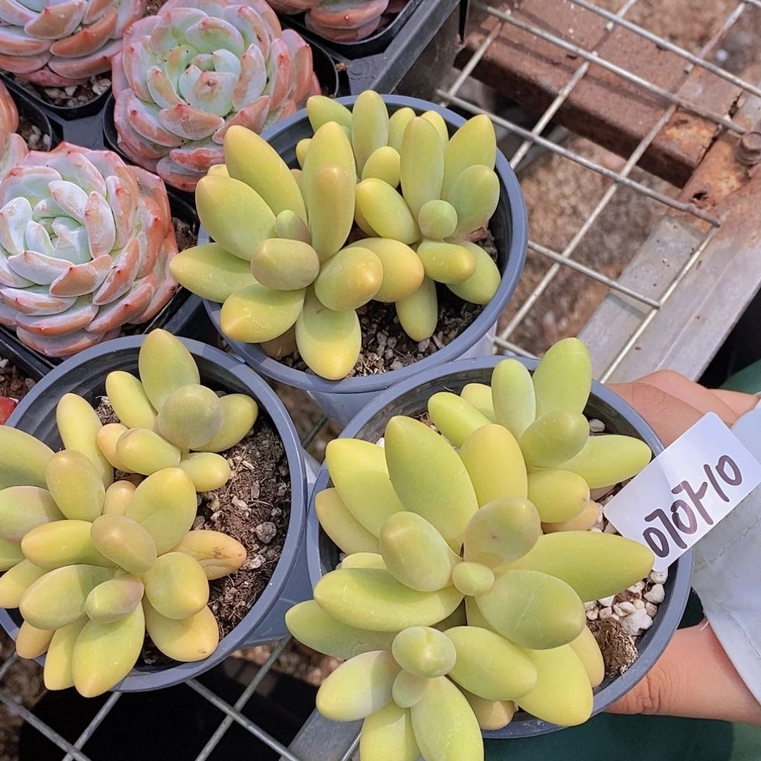 0707-10-糖果美人群福利一颗量拍