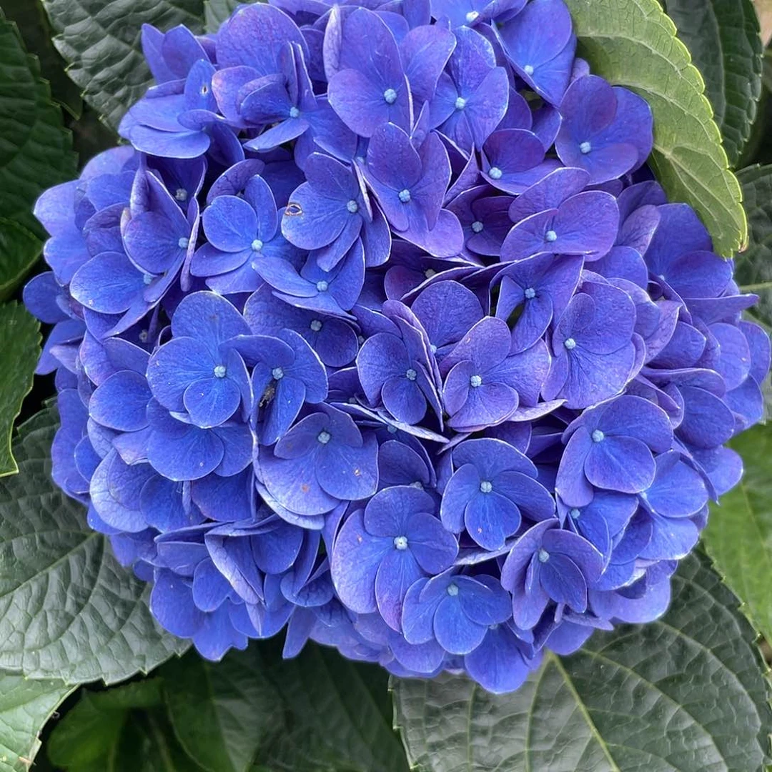 绣球切花一物一拍3支包邮，167