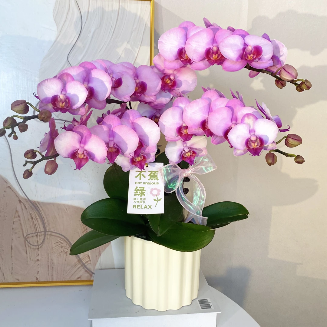 蝴蝶兰《豆蔻年华》梦幻色系  好养耐养 基地直发