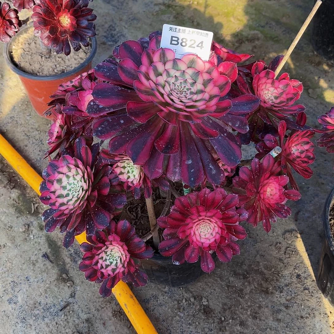 多肉植物824红铜白