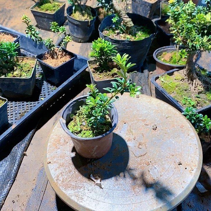 柚*子罗汉松鲜花绿植