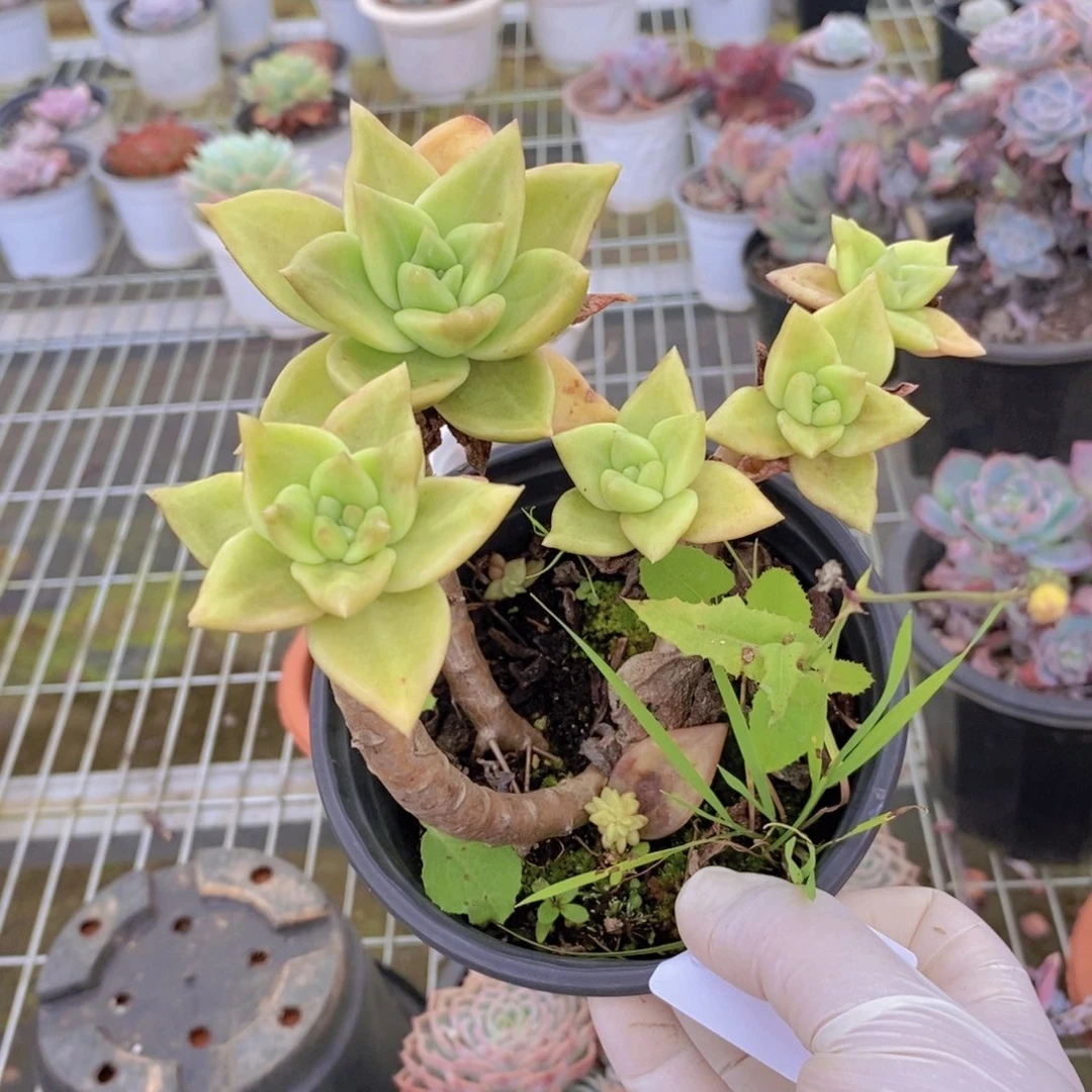 0290黄金表丽娜一物一拍