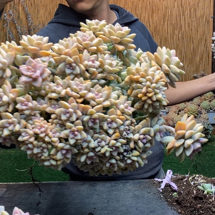 晚***。413号号淡雪多肉植物