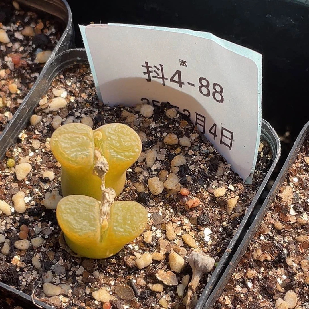 ?****咪4-88肉锥多肉植物