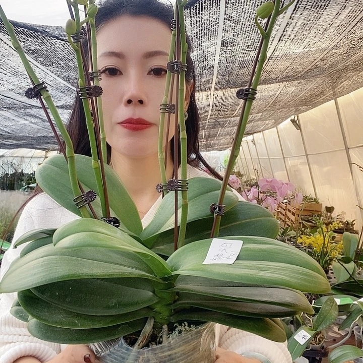 无花朵五寸白天鹅2888