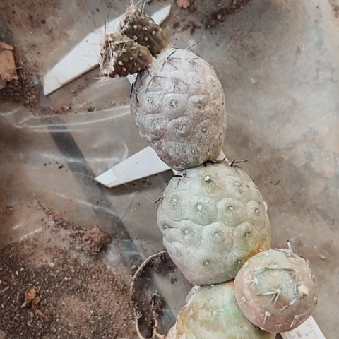 735自根习志野特价处理