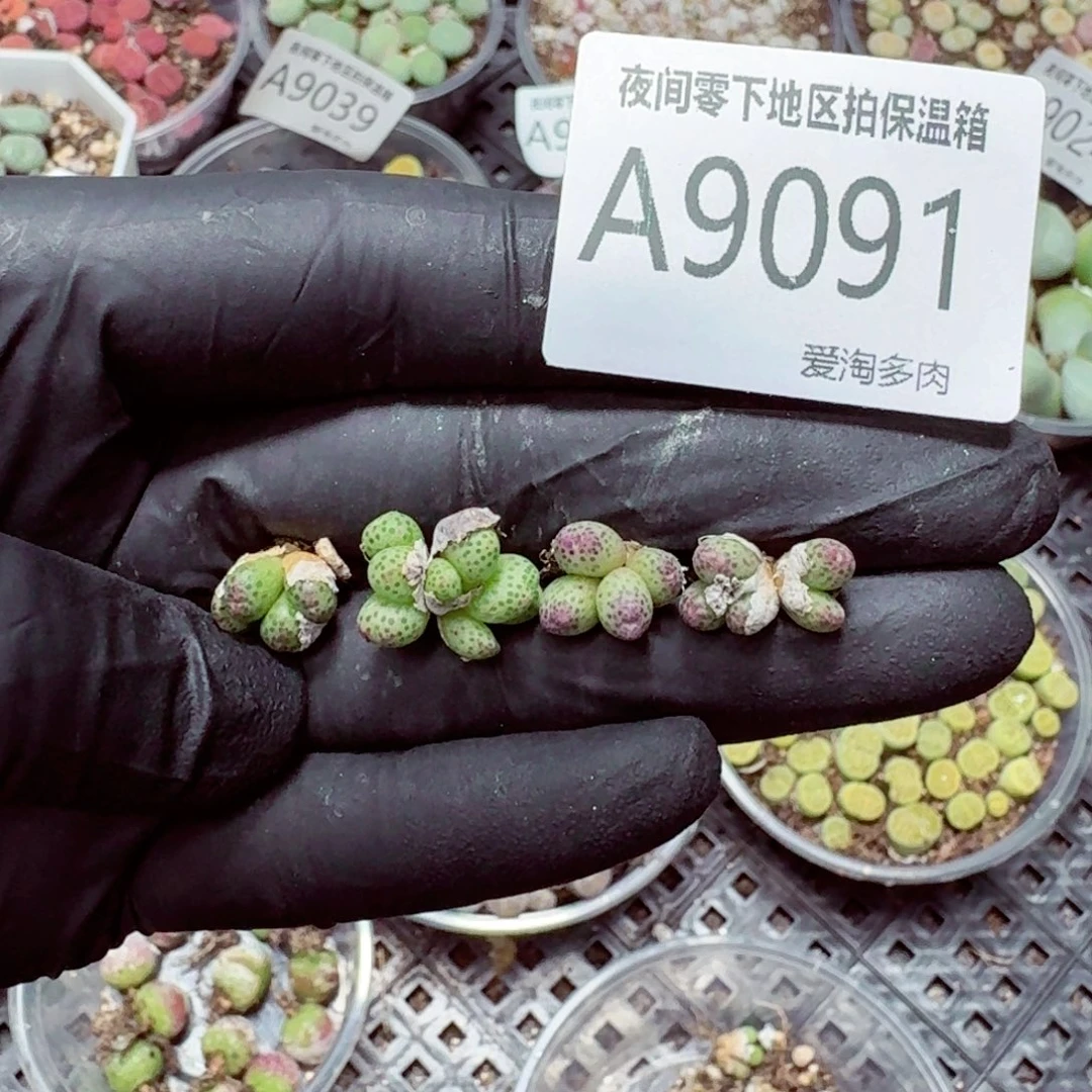 9091––零下地区需拍保温箱