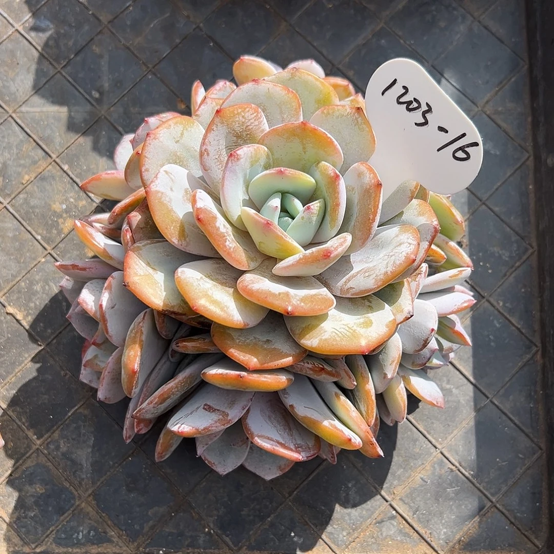 大****1203-16奶茶群（微瑕）