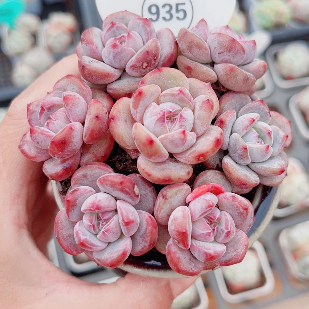 935号宽叶雪天使7颗组合