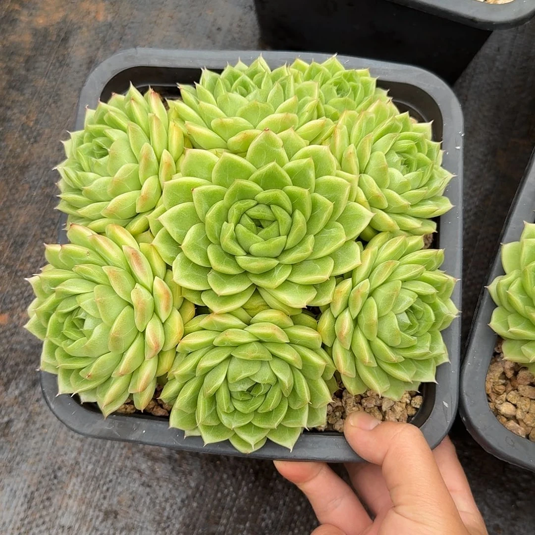 麦秆整无砍老桩群生