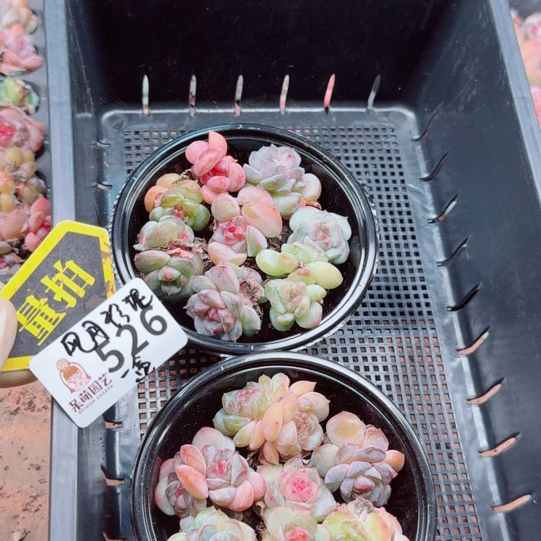 多肉植物多肉植物