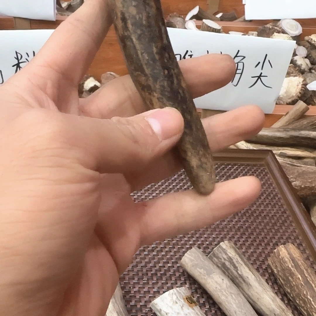 鹿骨其他鹿角尖00438888