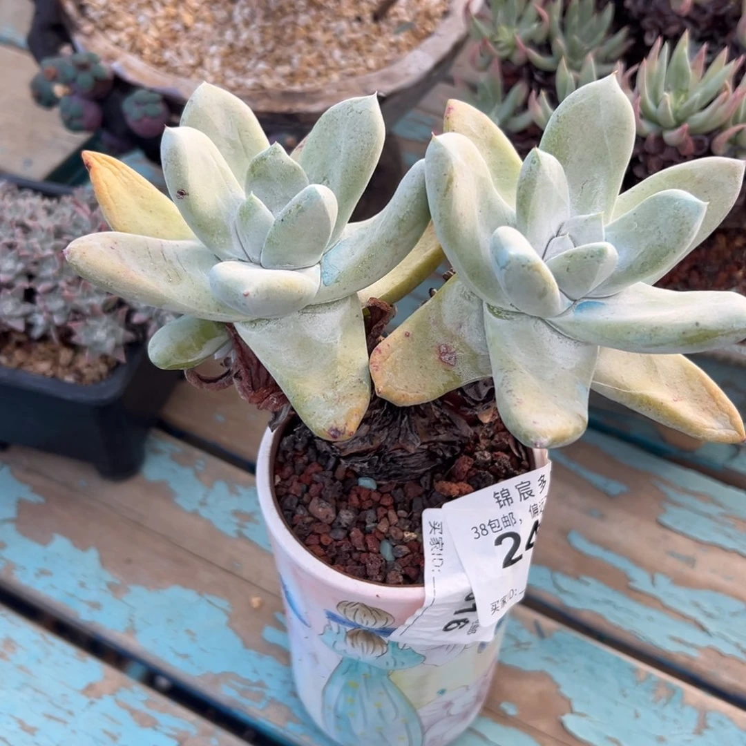 原产地拇指～一物一拍2490