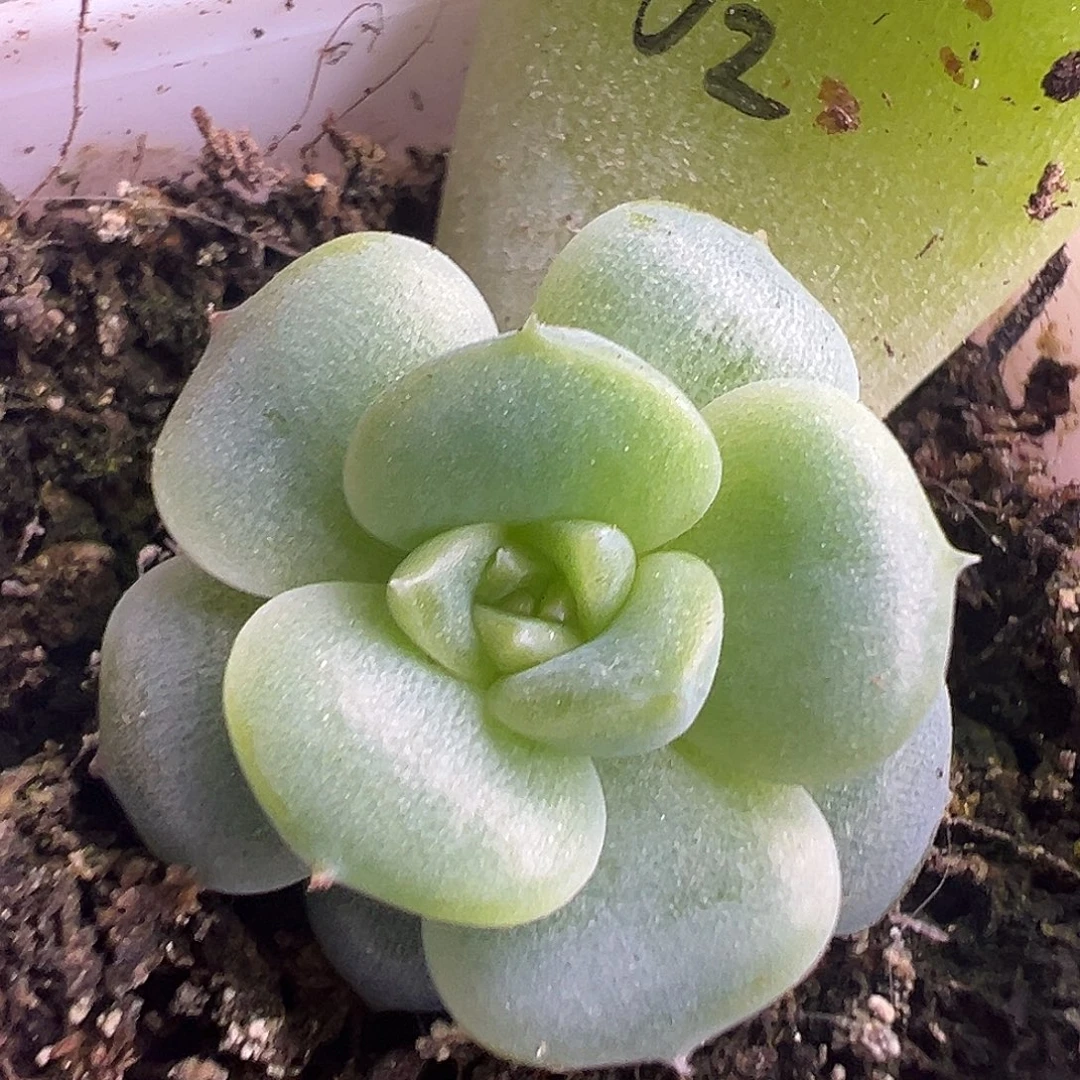 财富密码姐妹2号