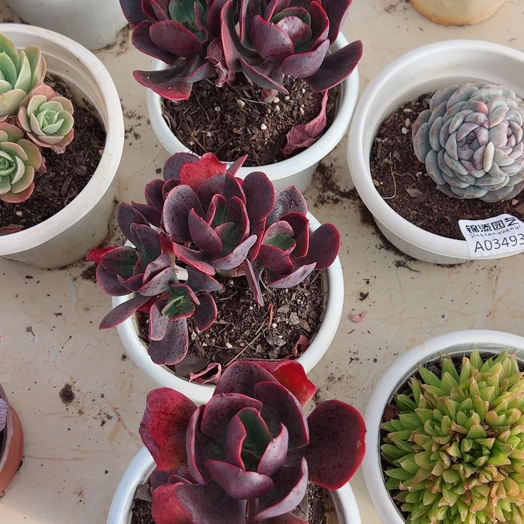 大唐玫瑰双头起精控