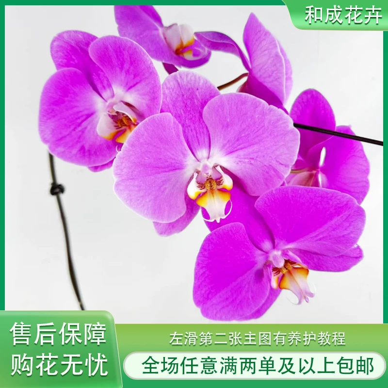 和成花卉【粉宝图3.0寸杯】带花发货 蝴蝶兰基地直发