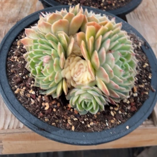 东***北昂斯洛 群生 夏鸣园艺