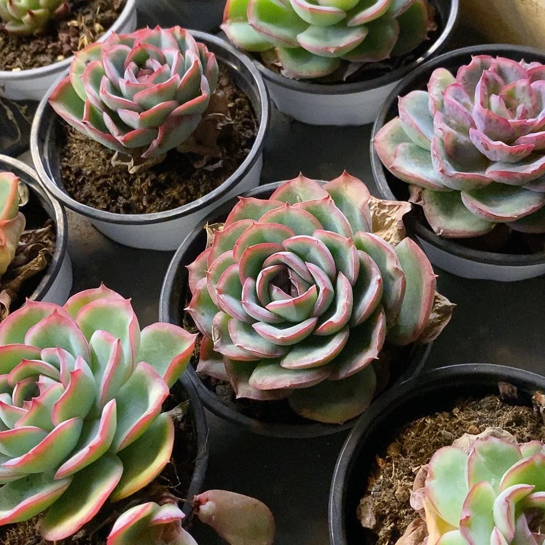 团。柠檬晨露。福利多多