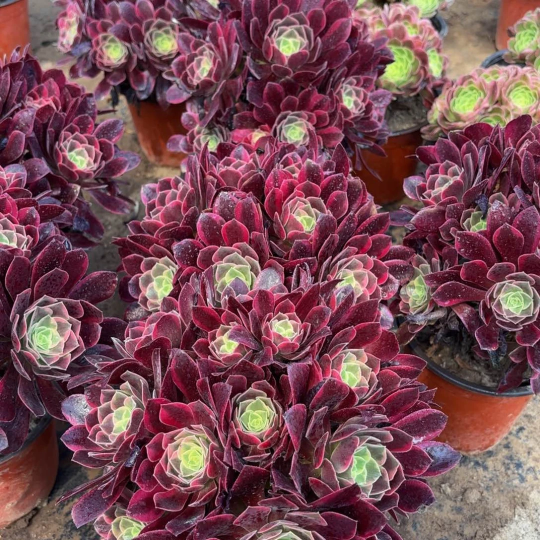 金丝雀绣球9.9法师多肉嫩