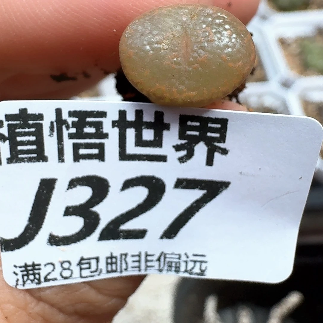多肉植物的润泽额f f