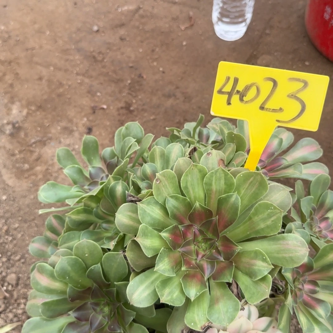 4023--女巫中班多头