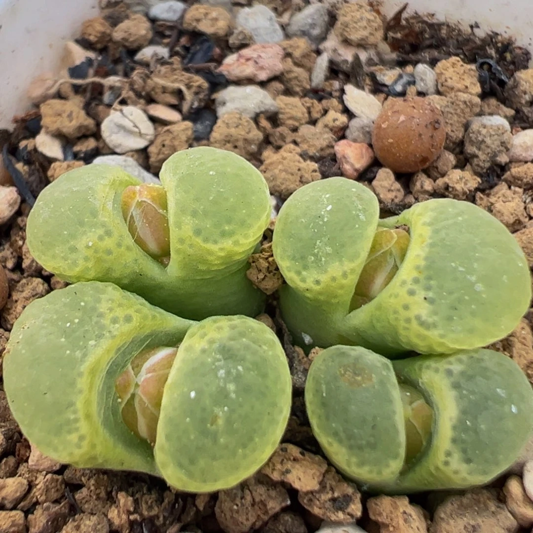 191多肉植物樱花1453.9