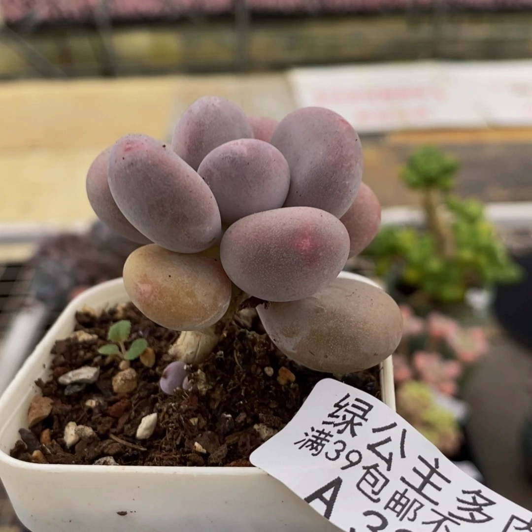 3229蛋黄奶5cm多肉