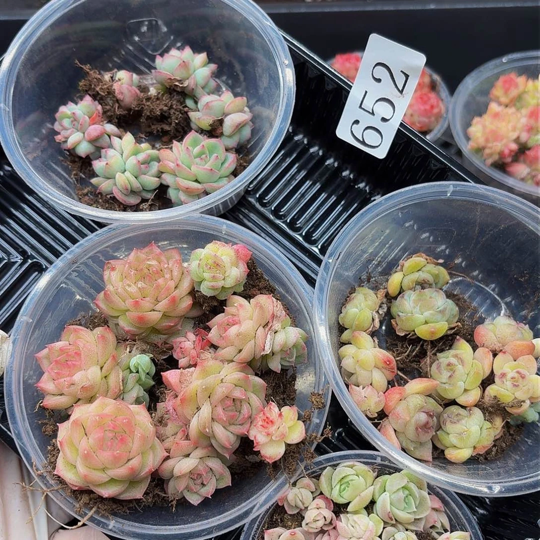 多肉植物多肉植物652