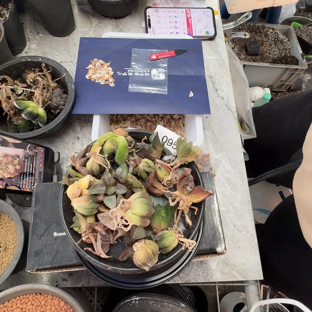 多肉植物专拍植物不退换 一物一拍 ，095