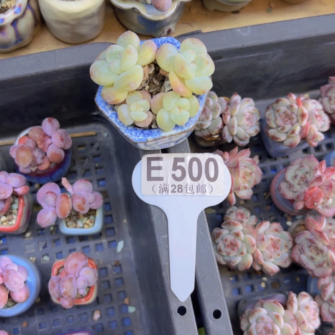 E500白底冰玉一物一拍