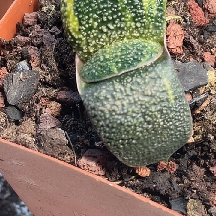 一物一拍竞拍福利拍