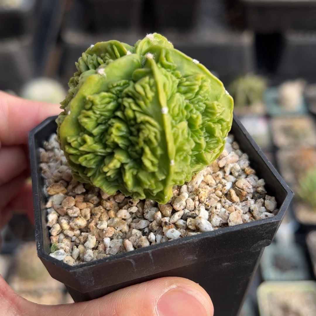 就****实生核桃鸾凤玉 脱土发货