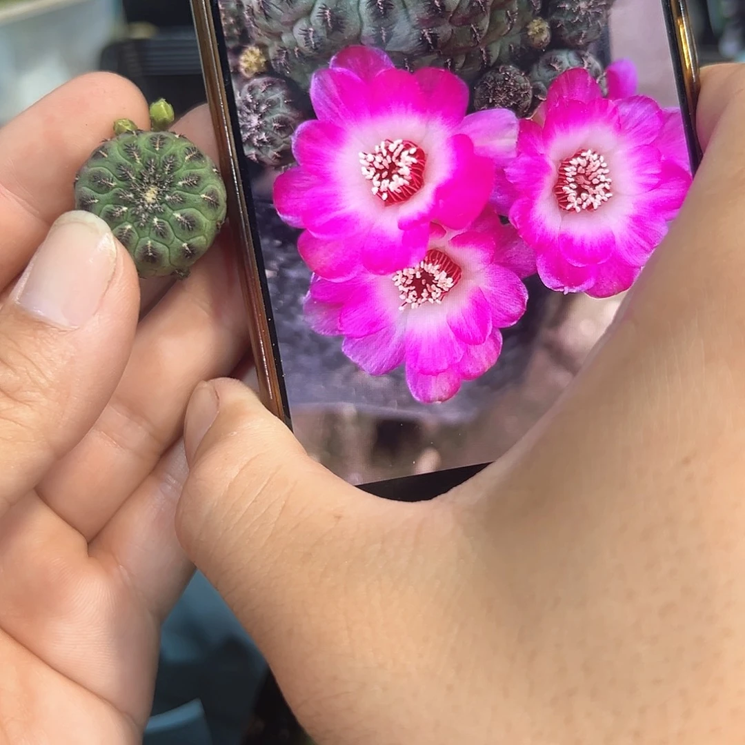 紫白复色紫丽丸沟宝山仙人球侧芽一颗