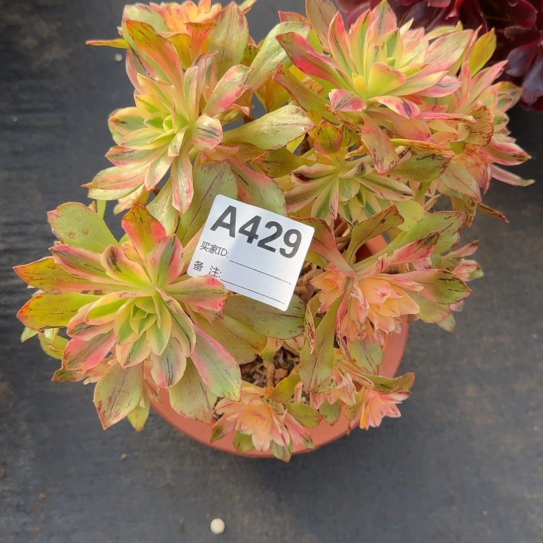 肆***一荷花多肉法师a429