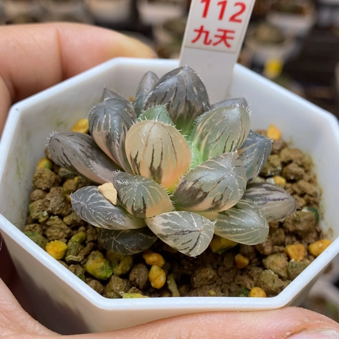 112号巨大赤线玉露锦