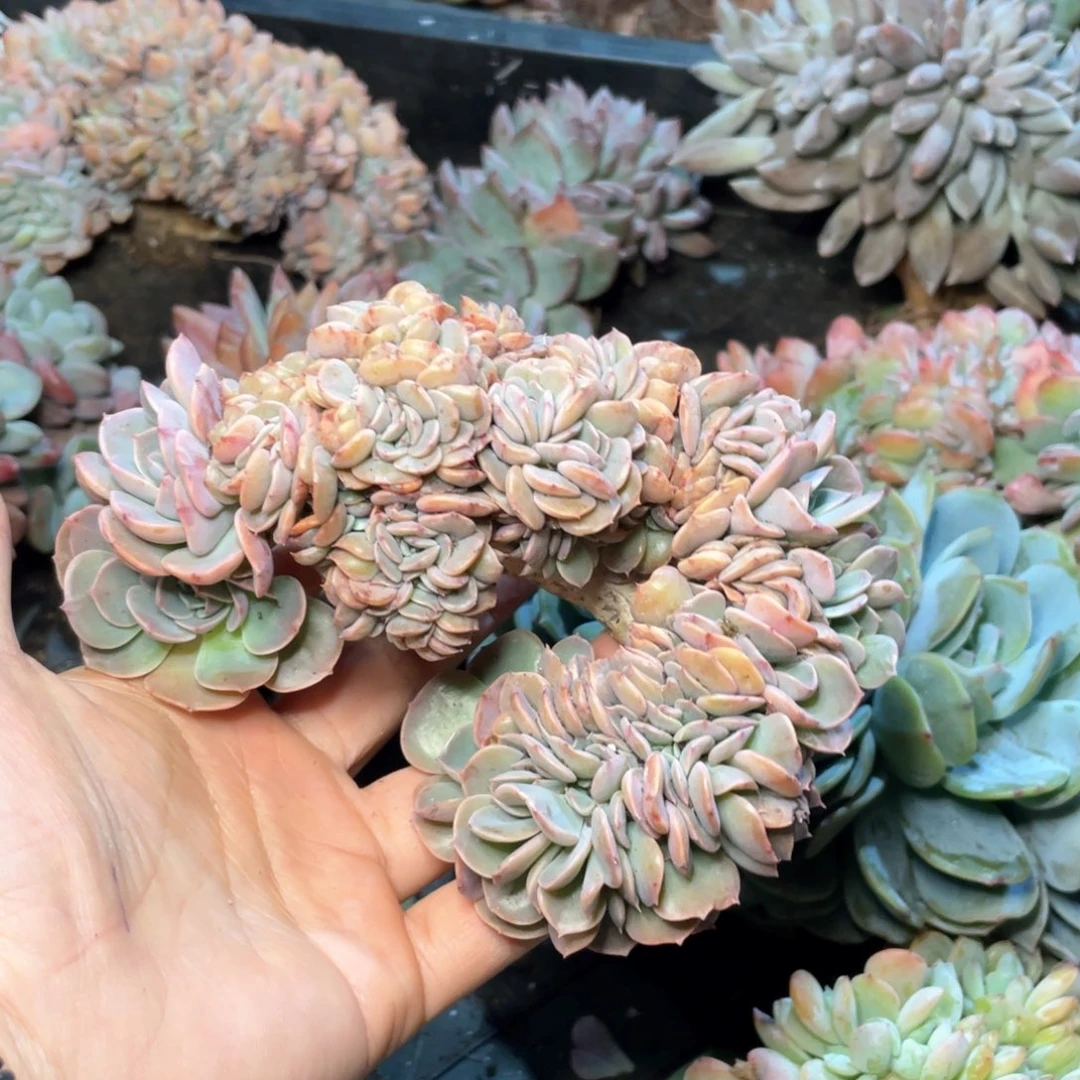 【闪购商品】完全开放天赐缀