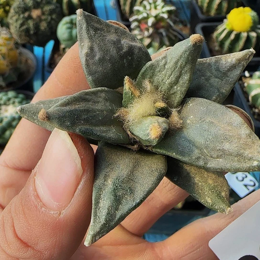 青瓷058刚出根的